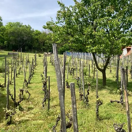 Vince Pince Haz Appartement