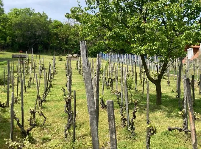 Vince Pince Haz Lejlighed